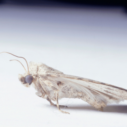 carpet Moth control Redbridge