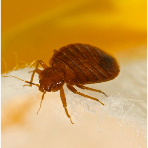 bed bug control Roehampton