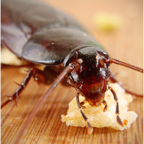 Cockroach Control Redbridge