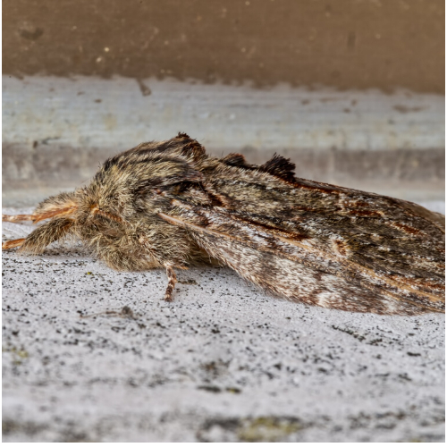 Moth Control Redbridge