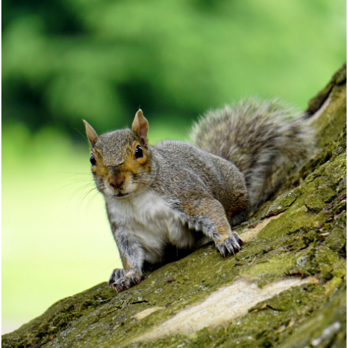 Squirrel Control Redbridge