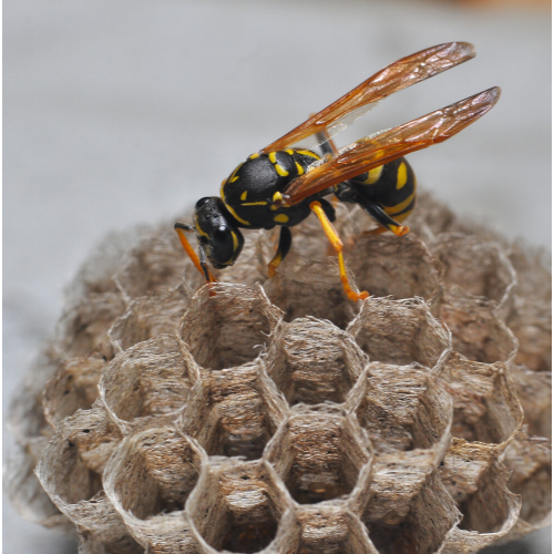 Wasp nest removal Redbridge